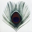 Apple Venus Volume 1 Apple Venus Volume 1